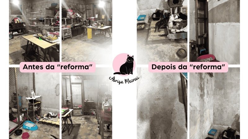 Gatos resgatados no Abrigo Meimei, em Diadema, no espaço que precisa de reforma.